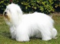 COTON DE TULEAR